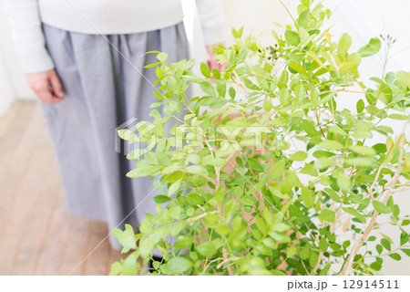 女性と観葉植物 女性と観葉植物 12914511