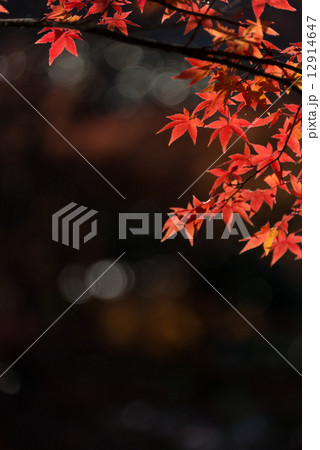 紅葉　自然風景の写真素材 12914647