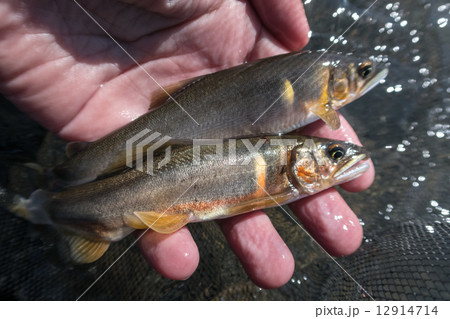 終盤の鮎釣り 終盤の鮎釣り 12914714