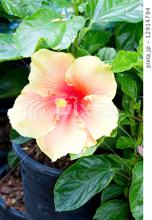 Hibiscus Rosa sinensis. 12914794
