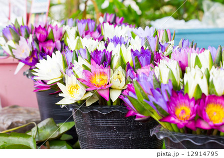 Bunches of water lilies in the market. 12914795