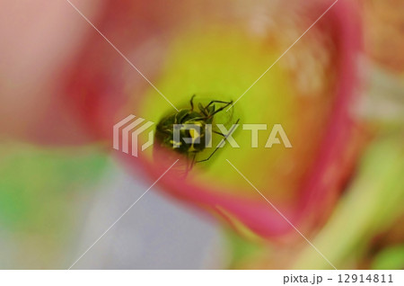 食虫植物・サラセニアの捕虫器の底に落ちた虫・横位置 12914811