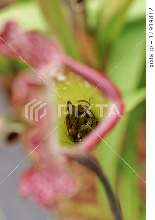 食虫植物・サラセニアの捕虫器の底に落ちた虫・縦位置 食虫植物・サラセニアの捕虫器の底に落ちた虫・縦位置 12914812