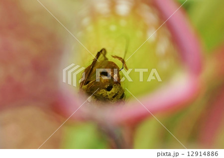 食虫植物・サラセニアの捕虫器の底に落ちた虫・横位置 12914886