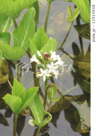 水生植物・ミツガシワの可憐な花と蕾・縦位置 水生植物・ミツガシワの可憐な花と蕾・縦位置 12914938