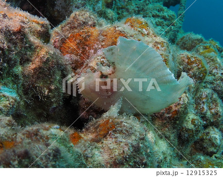 ハダカハオコゼ 12915325