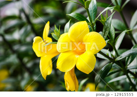 Yellow Fiower 12915555