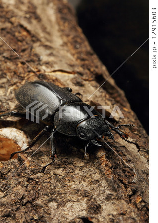 クワガタ 12915603