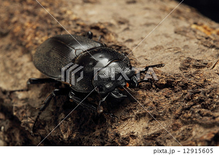 クワガタ クワガタ 12915605
