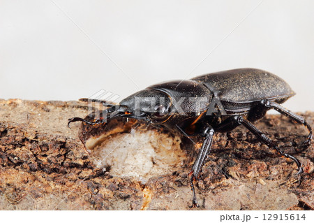 クワガタ 12915614