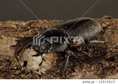 クワガタ 12915623
