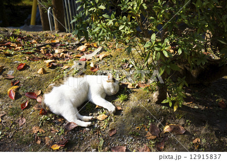 猫:ジャパニーズボブテイル 猫:ジャパニーズボブテイル 12915837