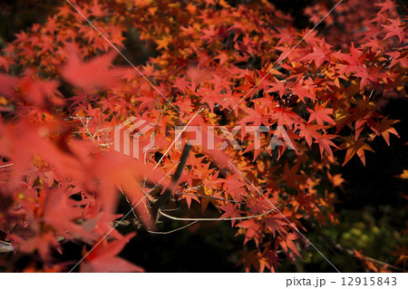 紅葉もみじ：哲学の道 12915843