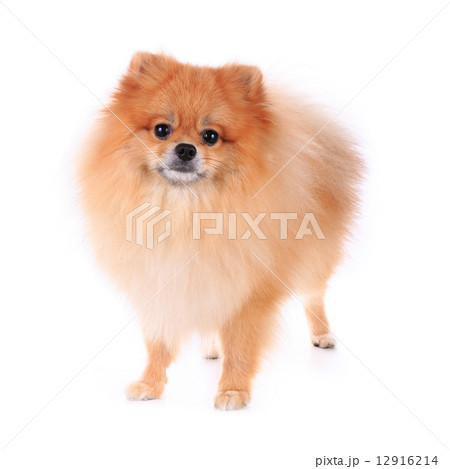 pomeranian dog isolated on white background, cute pet in home pomeranian dog isolated on white background, cute pet in home 12916214