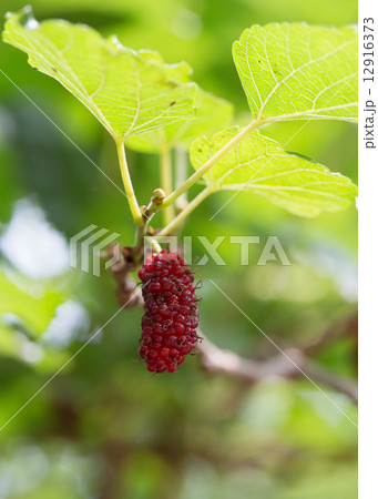 mulberry fruit on tree 12916373
