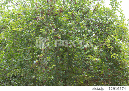 mulberry fruit on tree 12916374