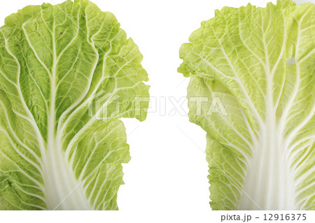chinese cabbage isolated on white background 12916375