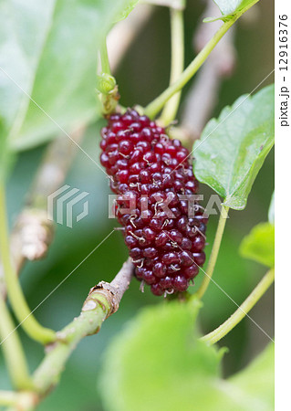 mulberry fruit on tree 12916376