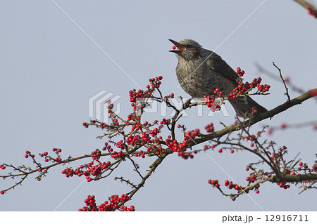 赤い実を食べる鳥の写真素材 [12916711] - PIXTA