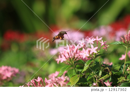 ホウジャク 12917302