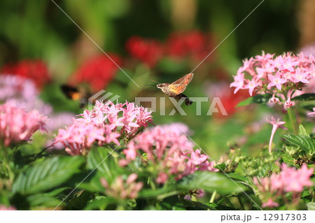 ホウジャク 12917303