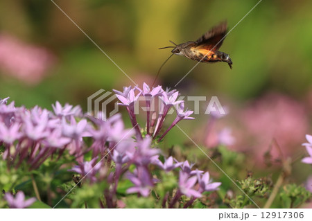 ホウジャク 12917306