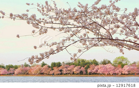 アメリカ ワシントンDCの満開のサクラ アメリカ ワシントンDCの満開のサクラ 12917618