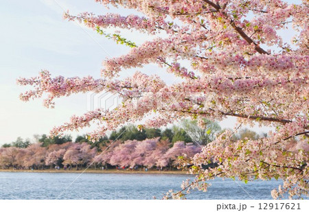 アメリカ　ワシントンＤＣの満開のサクラ 12917621