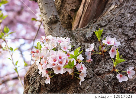 サクラの花 12917623