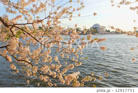 満開のアメリカ、ワシントンDCのサクラとジェファソン記念館 12917751
