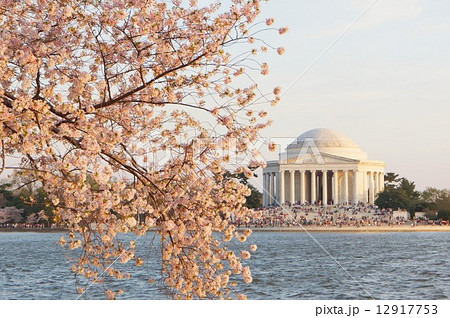 満開のアメリカ、ワシントンDCのサクラとジェファソン記念館 12917753