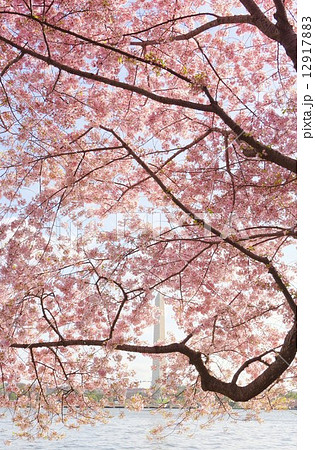 満開のワシントンＤＣの桜とワシントン記念塔 12917883