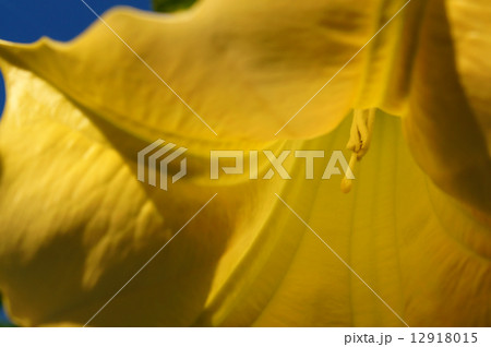 エンジェルストランペット エンジェルストランペット 12918015