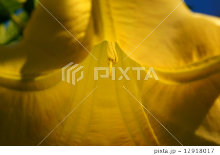 エンジェルストランペット エンジェルストランペット 12918017