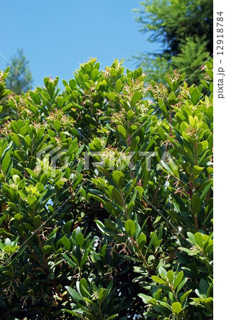 ヒメイチゴノキ・花芽 12918784