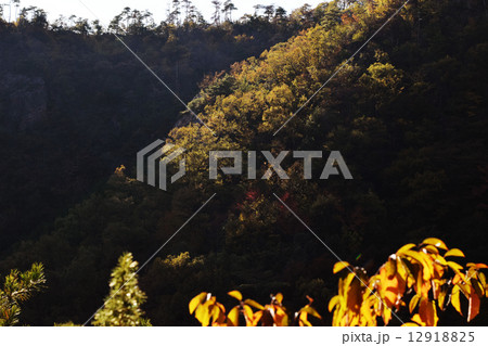 百々ヶ峰山中 百々ヶ峰山中 12918825