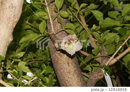 ローソクノキ・花 ローソクノキ・花 12918939