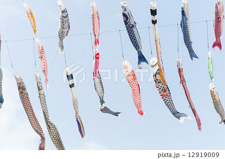 鯉のぼり 12919009
