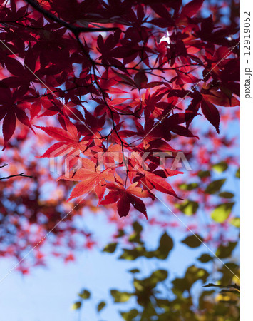 紅葉 紅葉 12919052