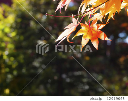 紅葉 紅葉 12919063