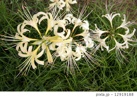 清楚な白いヒガンバナ(彼岸花):リコリス 清楚な白いヒガンバナ(彼岸花):リコリス 12919188