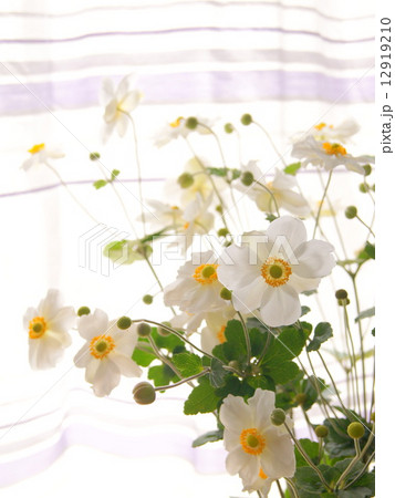 窓辺で微笑むシュウメイギク(切り花) 窓辺で微笑むシュウメイギク(切り花) 12919210