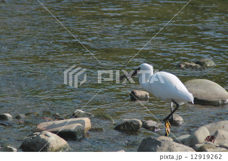 お魚くわえたコサギ お魚くわえたコサギ 12919262