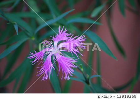 撫子の花 撫子の花 12919269