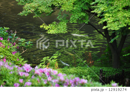 池田山公園 12919274