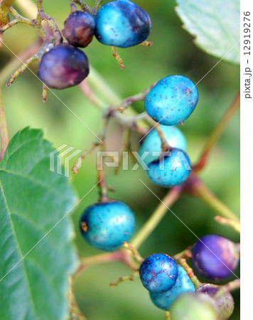 瑠璃色に色づく野ブドウ 瑠璃色に色づく野ブドウ 12919276