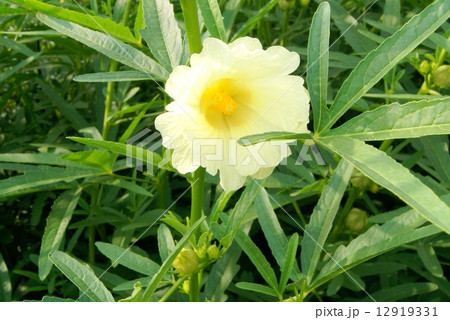 黄色いローゼル畑(ハーブ) 黄色いローゼル畑(ハーブ) 12919331