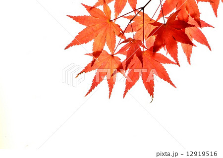 紅葉したモミジの葉の透過光撮影素材の写真素材