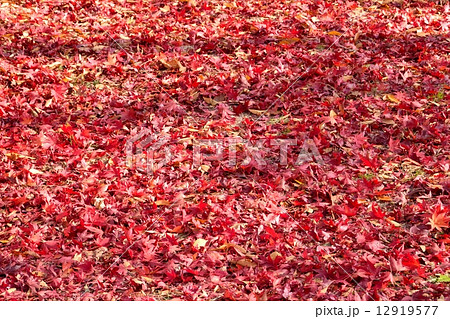 紅葉の落ち葉と地面 12919577