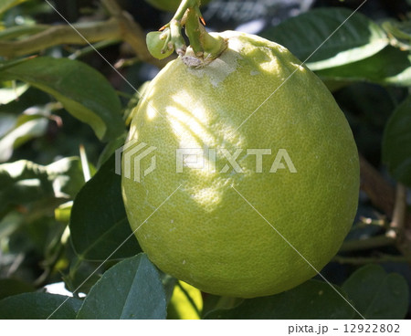 オオミレモン 12922802